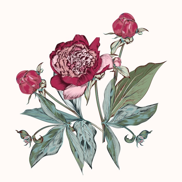 Botanical vector hand drawn illustration with peony flower in vintage style