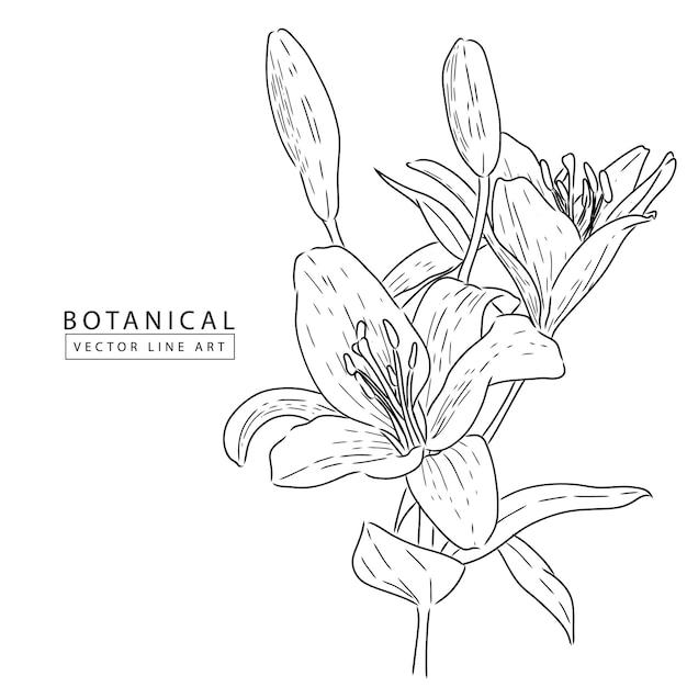 Botanical vector line art, hand drawn flower  illustration 02