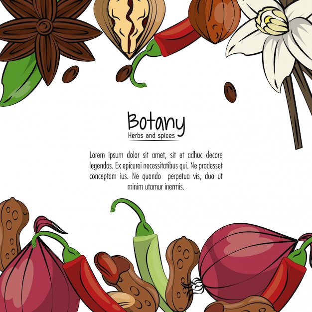 Botany herbs and spices background