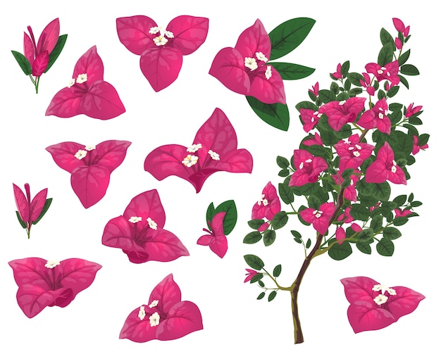 Bougainville plant of Mexico isolated vector set