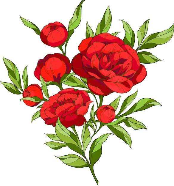 A bouquet of bright red peonies flowers with leaves and buds Vector illustration