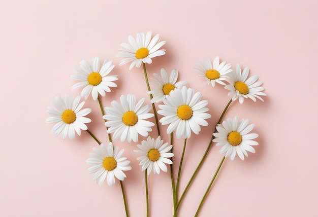 Vector bouquet of daisy flowers isolated on pink background close up