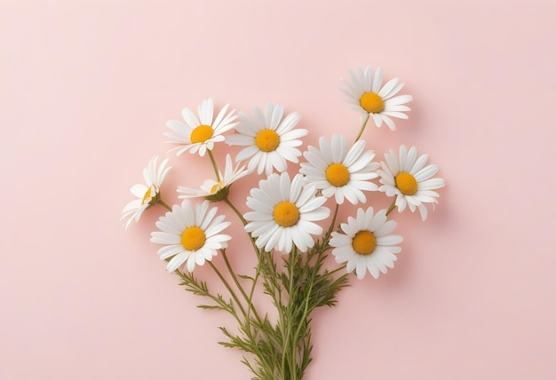 Vector bouquet of daisy flowers isolated on pink background close up