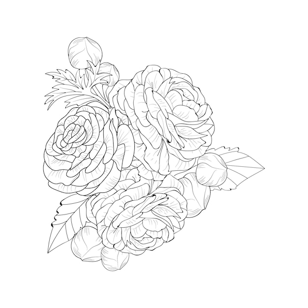 Bouquet of hand drawn ranunculus flower coloring page and book isolated on white background clip art