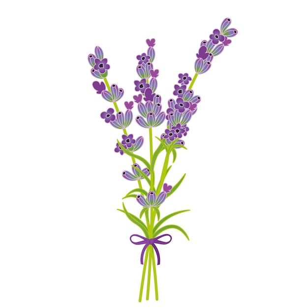 Bouquet of lavender Vector illustration