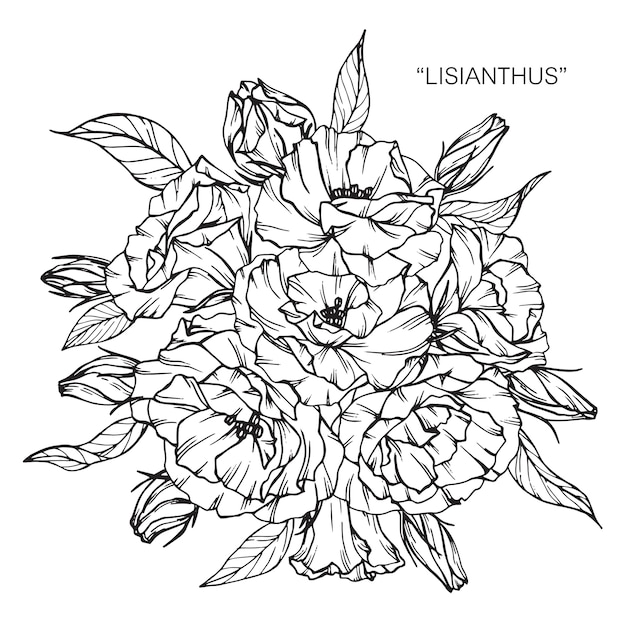 Bouquet of lisianthus flower drawing illustration