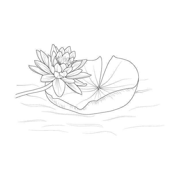 Bouquet of lotus flower  hand drawn pencil sketch coloring page and book for adult isolated on white