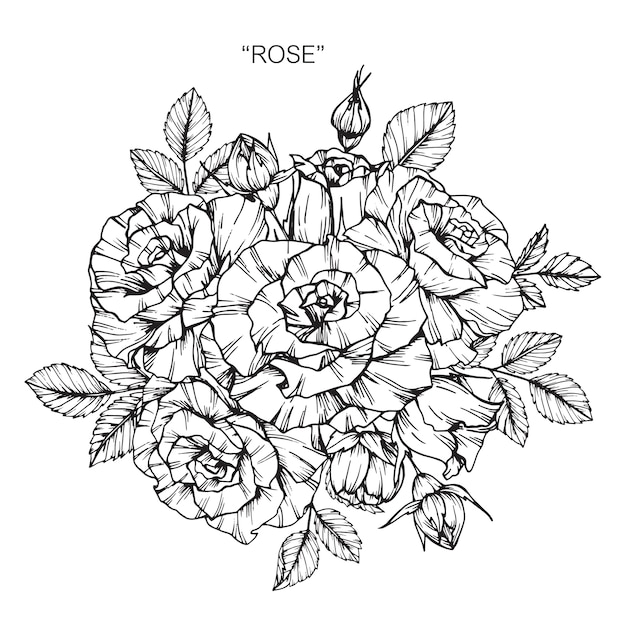 Bouquet of Rose flower drawing illustration