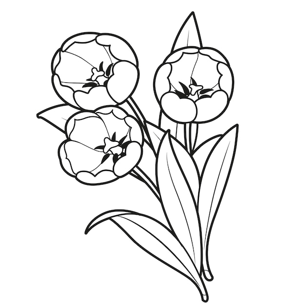 Bouquet of three tulips flowers outlined for coloring book isolated on white background