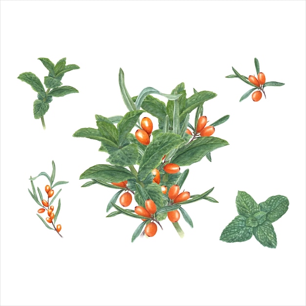 Bouquet with mint sprigs and sea buckthorn Peppermint sandthorn sallowthorn seaberry