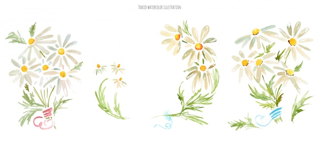 Vector bouquets of daisy flowers