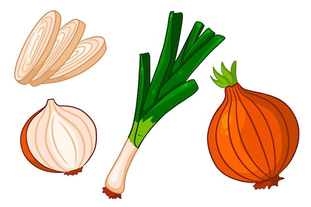 Bow set Fresh green onions and onions whole and cut In a cartoon style Vector illustration for design and decoration