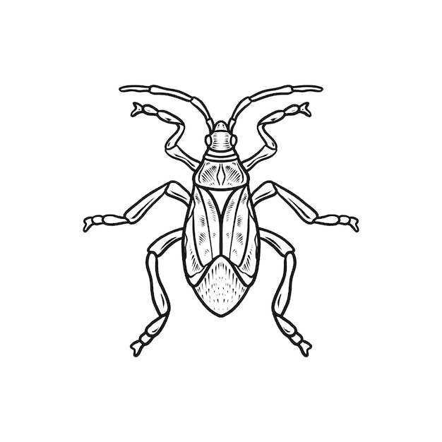 Boxelder bug hand drawn illustration