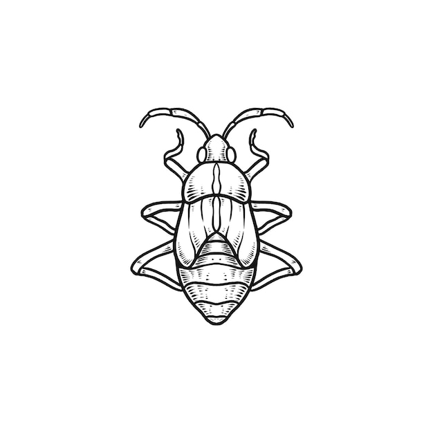 Boxelder bug hand drawn illustration