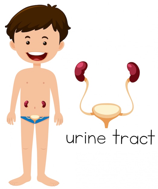 Vector boy with placement of urine tract