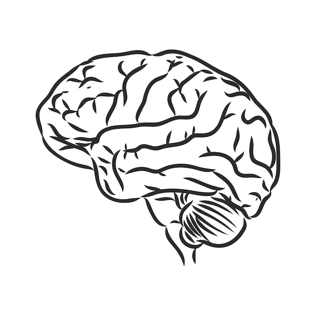 Brain of the person for medical design. Vector sketch. brain vector sketch on a white background