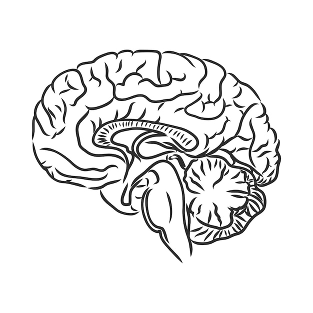 Brain of the person for medical design. Vector sketch. brain vector sketch on a white background