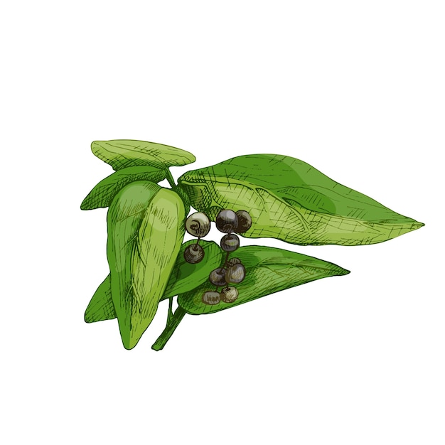 Branch of allspice with leaf and seed Vintage vector hatching