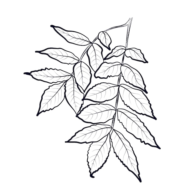 A branch of an ash tree is a handdrawn vector