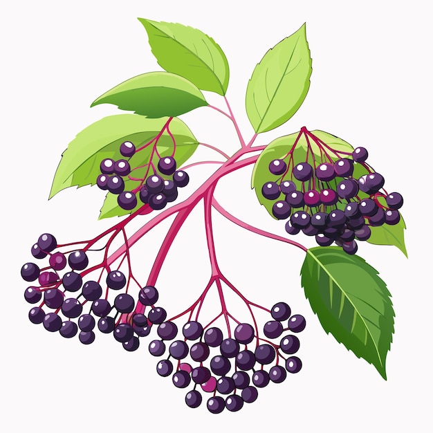 Vector branch of black elderberries with green leaves