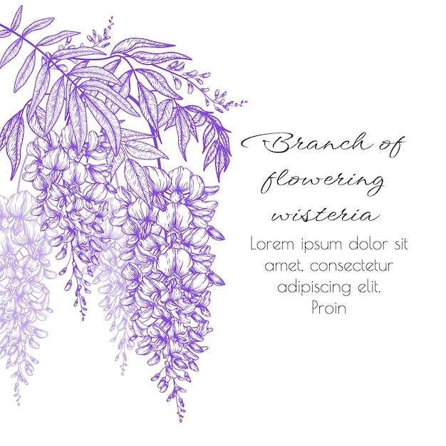 Vector branch of blooming wisteria in the style of engraving