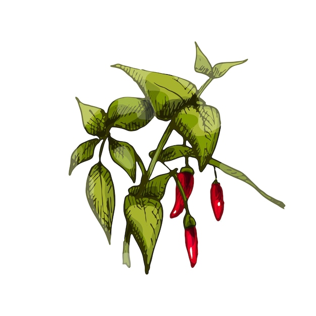 Branch of chilli with leaf and pepper. Vintage vector hatching