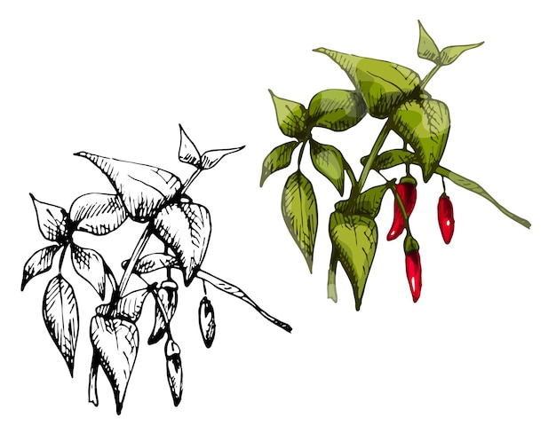 Branch of chilli with leaf and pepper Vintage vector hatching