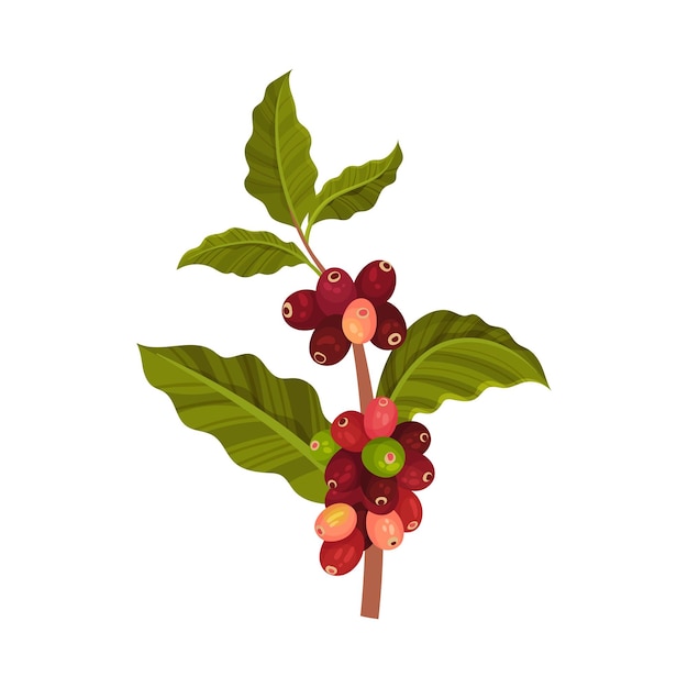 Branch of coffea plant with ripe edible fruits and green leaves vector illustration