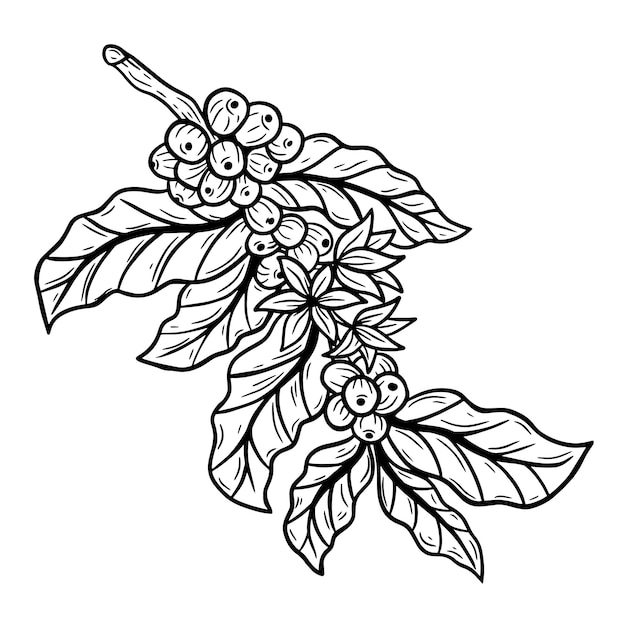 Branch of coffee with beans and leaf hand drawn for Shop Cafe Restaurants illustration