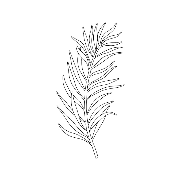 Branch of coniferous tree. Line illustration