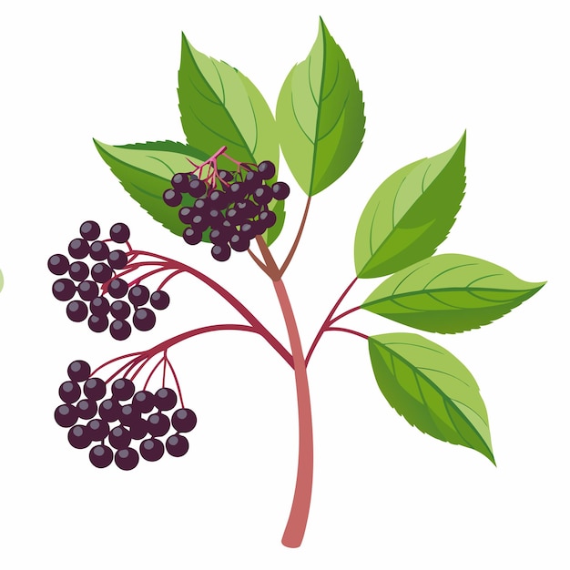 Vector branch of elderberry with dark berries and green leaves