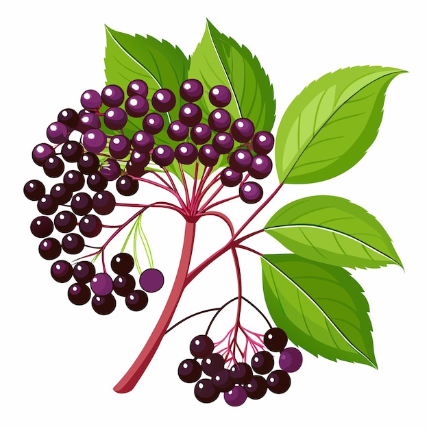 Branch of Elderberry with Dark Purple Berries and Green Leaves