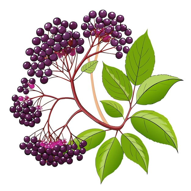 Vector branch of elderberry with dark purple berries and green leaves