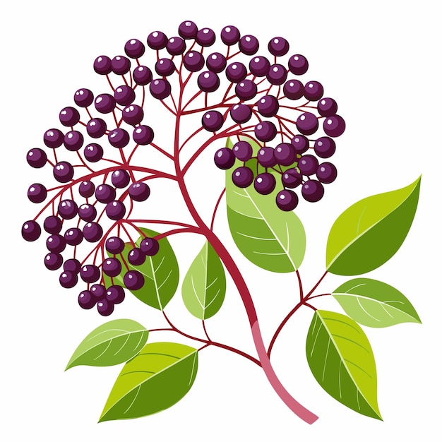 Vector branch of elderberry with purple berries and green leaves