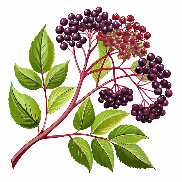 Vector branch of elderberry with ripe berries and green leaves