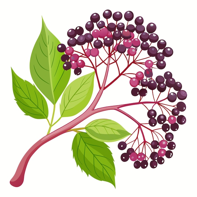 Vector branch of elderberry with ripe berries and leaves