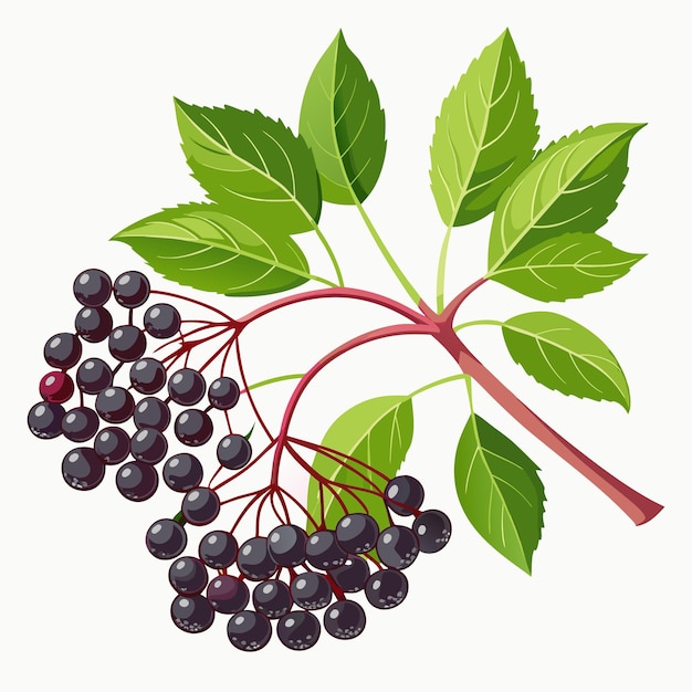 Vector branch of elderberry with ripe black berries and green leaves