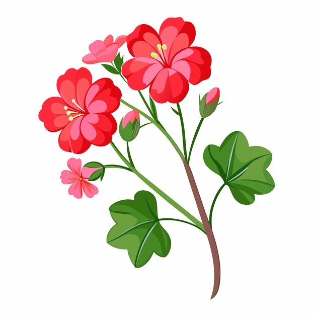 Vector branch of geranium flower isolated on white background