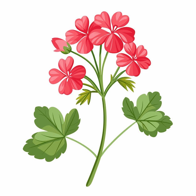 branch of Geranium flower isolated on white background