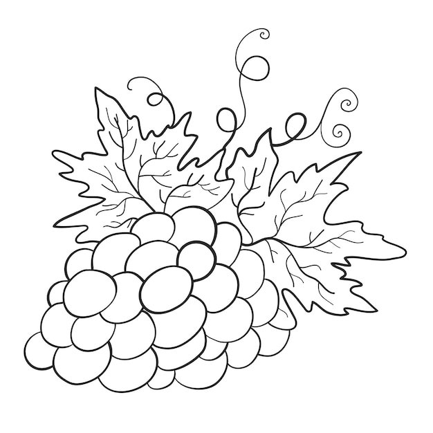 Branch of grapes Summer print Coloring book Vector illustration