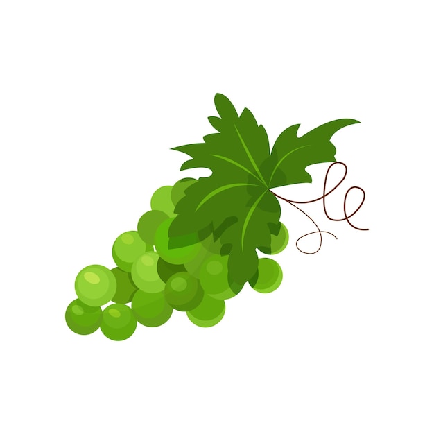 Branch of green grapes cartoon vector Illustration on a white background