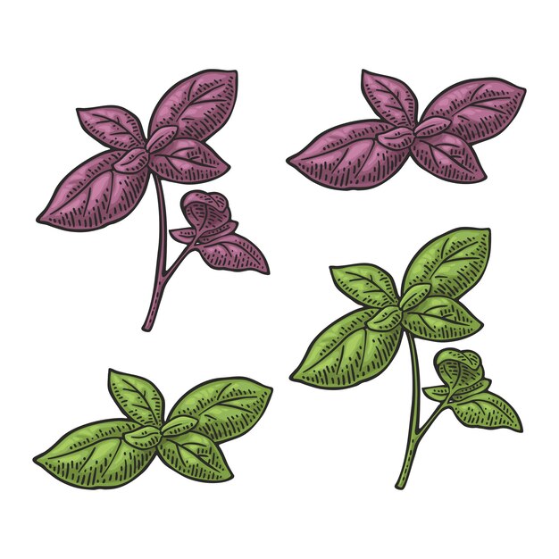 Vector branch green and purple basil with fresh leaves engraving vintage vector illustration