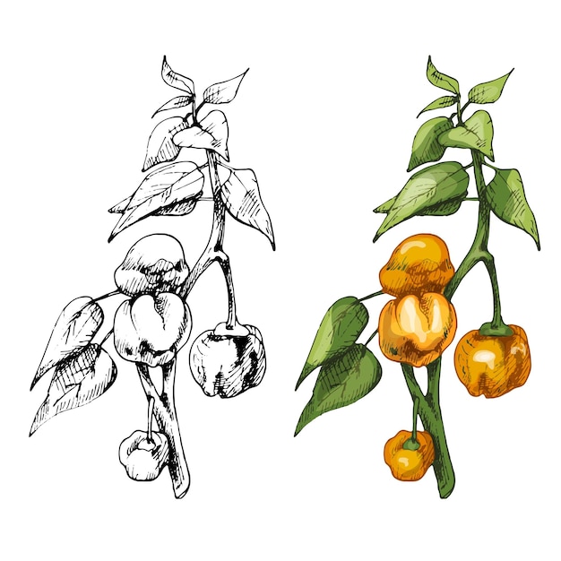 Branch of habanero plant with leaf and pepper Vintage vector hatching