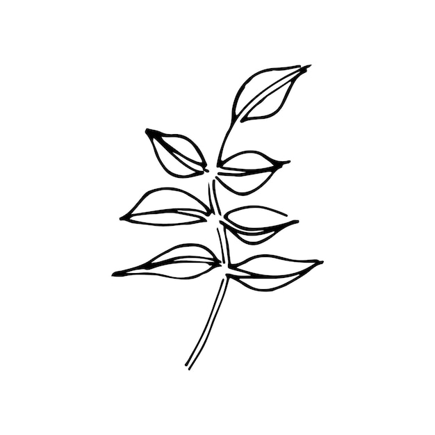 Branch in hand drawn style great design for any purposesVector sketch Doodle illustration