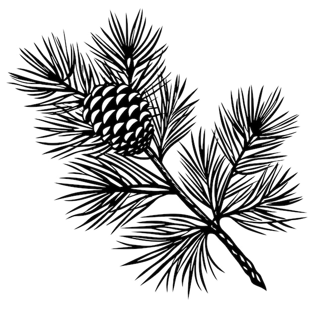 branch of pine tree on a white background Vector illustration