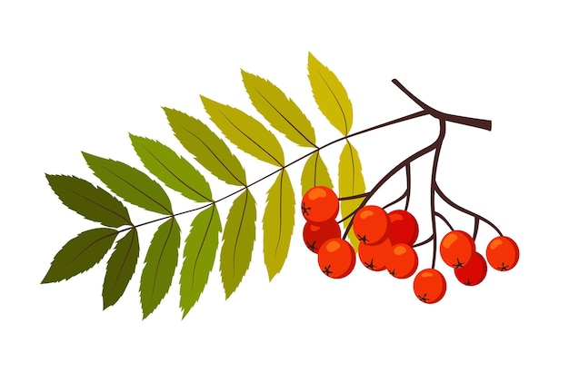 Branch of ripe rowan