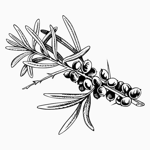 Branch of Sea-Buckthorn Berries