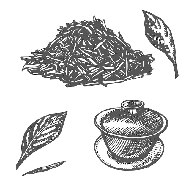 Branch and tea leaves green tea vector hand drawn illustration