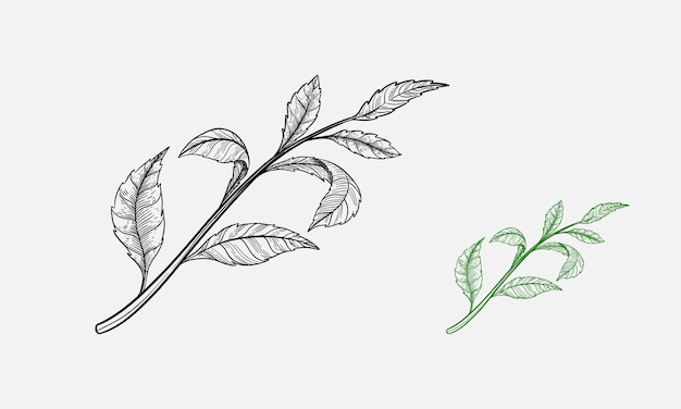 Branch of tea plant vector illustration Scratch board style imitation Hand drawn image