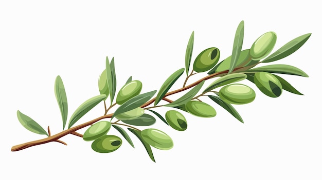 a branch of a tree with green olives